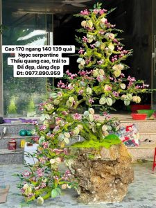Cây Khế Trong Phong Thủy Mang Sự May Mắn, Phát Triển Thịnh Vượng